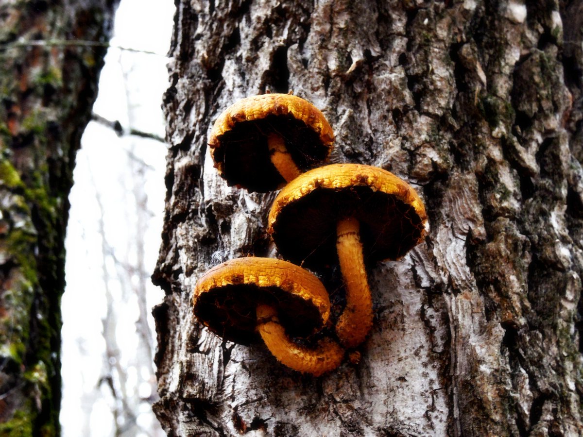 ZhannaPhoto's tweet image. #thicktrunktuesday  #tree