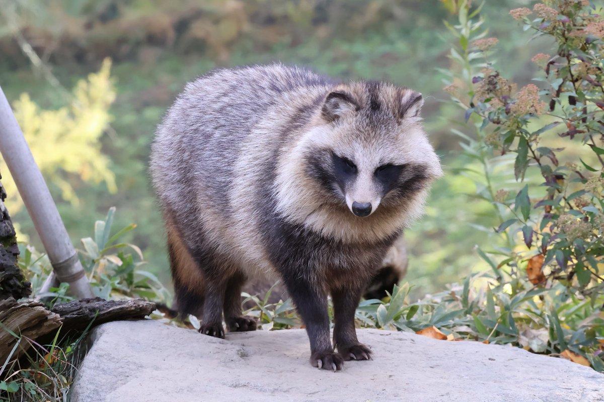 モコモコなマミレ🦝 #松本市アルプス公園 #タヌキ