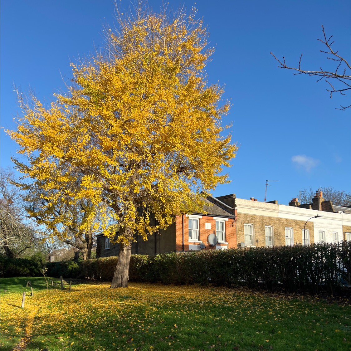 TiCLme's tweet image. I struck #ginkgo #gold on the Friends #treetrail at Fulham Cemetery yesterday

You’ll find it too with TiCL View

ticl.me/friends-of-ful…

#ginkgogold #ginkgobiloba