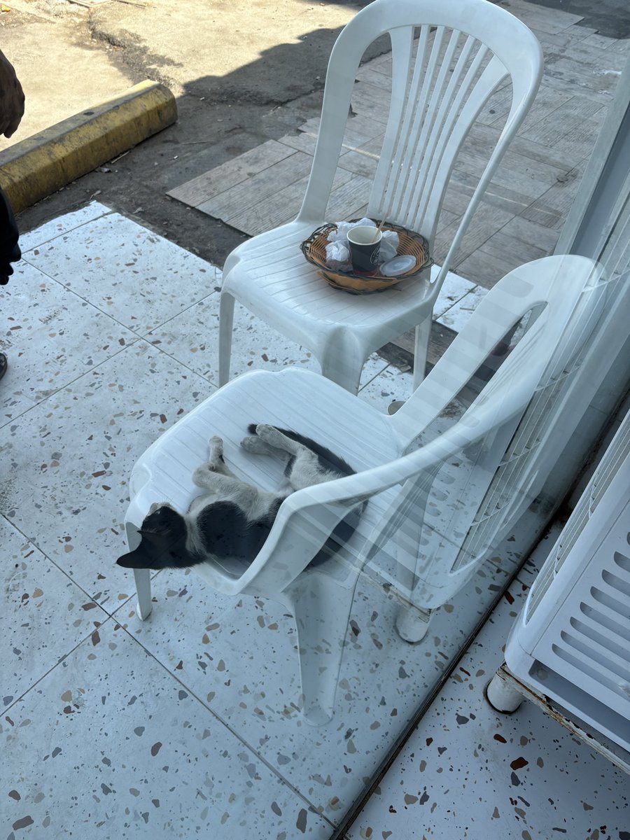 انتبهو يا اخوان تكثرون اكل ولا راح تصيرون نفس الدب ذا