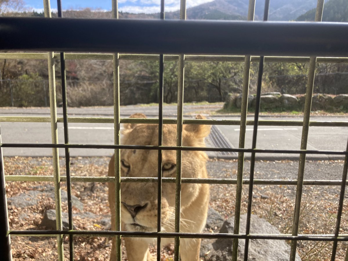 to_shimi12's tweet photo. ほんとにほんとにほんとにほんとに🦁だ！！ https://t.co/Nj7pKeg41E