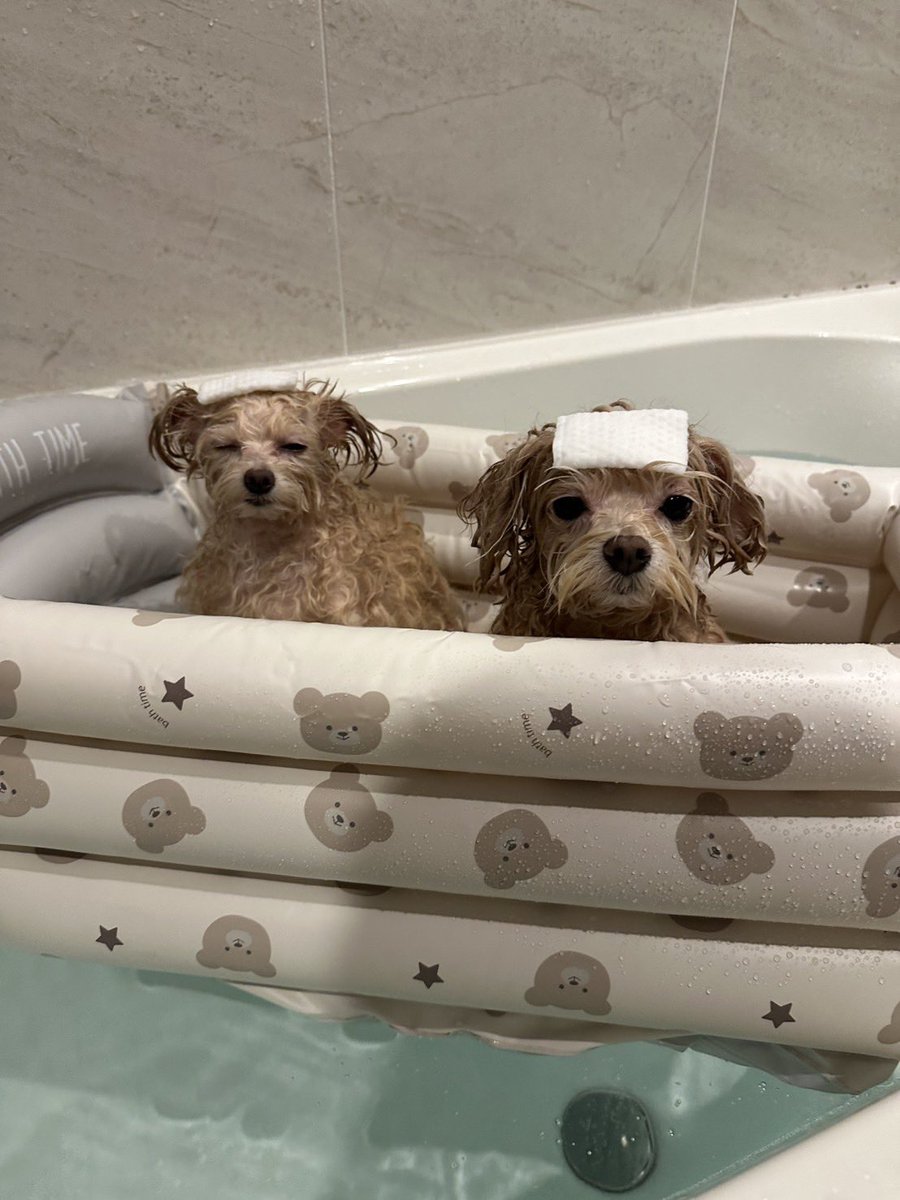 osoujisiyouka's tweet photo. 🐶🛀 https://t.co/p3OhPgXaK2
