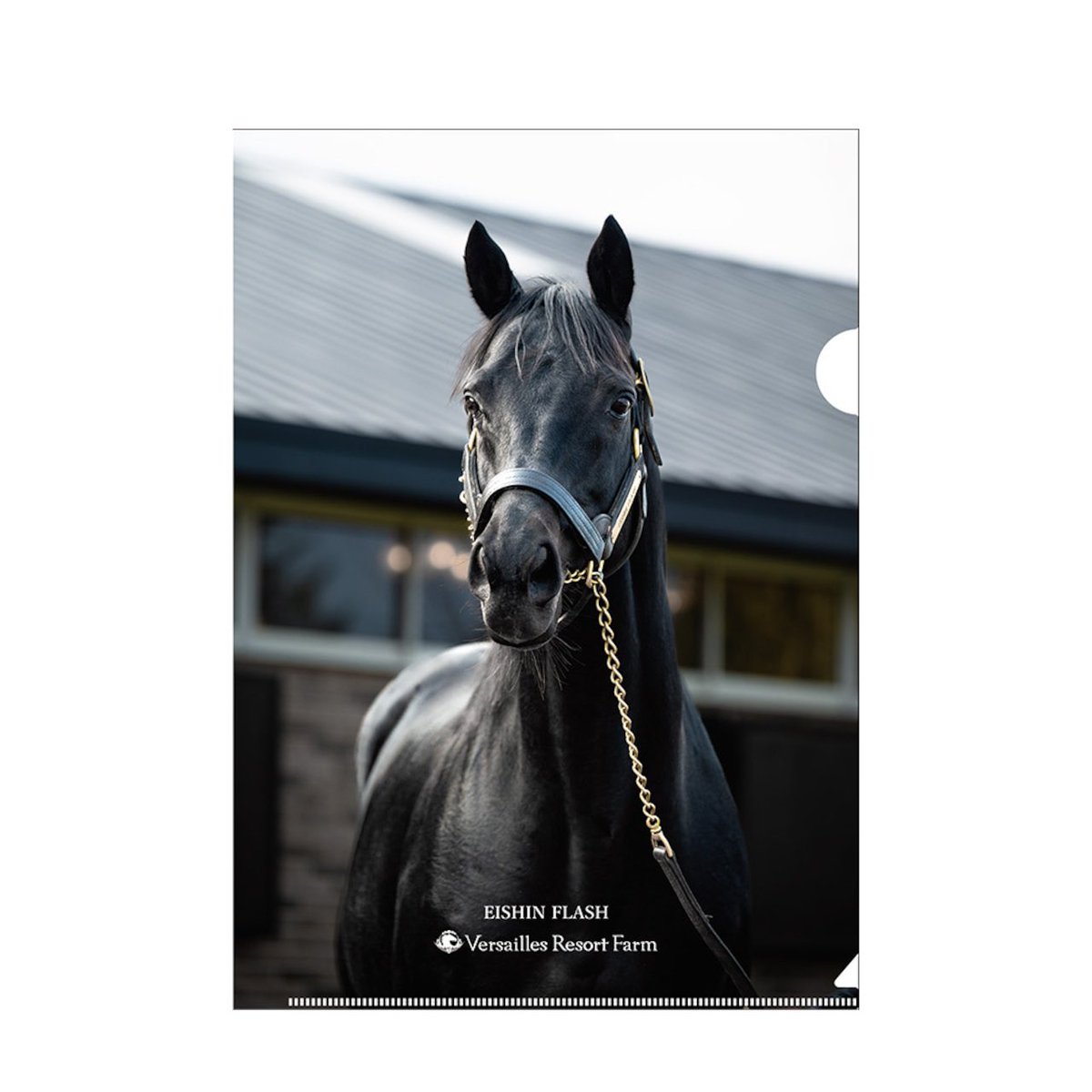 国際霊能者連盟公認‼️ 白峰大天狗のストーン‼️その日から毎日願いが