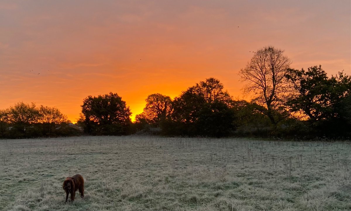 hound_al's tweet image. Winter is here. Lovely crisp morning for a walk with Hound. Great sunrise as well.&amp;amp; Hound was happy as he found an antler. #TreeClub