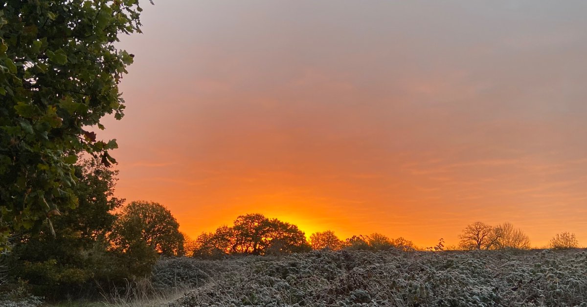 hound_al's tweet image. Winter is here. Lovely crisp morning for a walk with Hound. Great sunrise as well.&amp;amp; Hound was happy as he found an antler. #TreeClub
