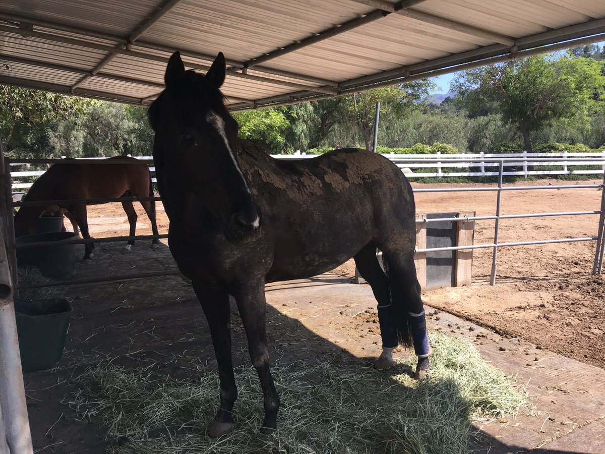 HeatherLtopanga's tweet image. Yep, debonair indeed!!! ❤️