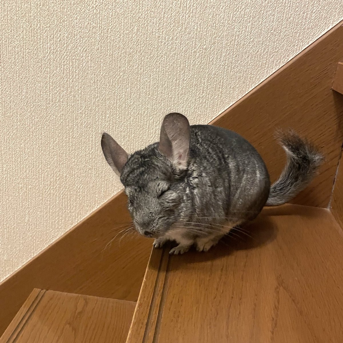 solu_chinchilla's tweet photo. @ohagitopapa おはぎしゃんおめでとうございます❣️
ｳｨﾝｸ^_−☆ https://t.co/n56V202QgI