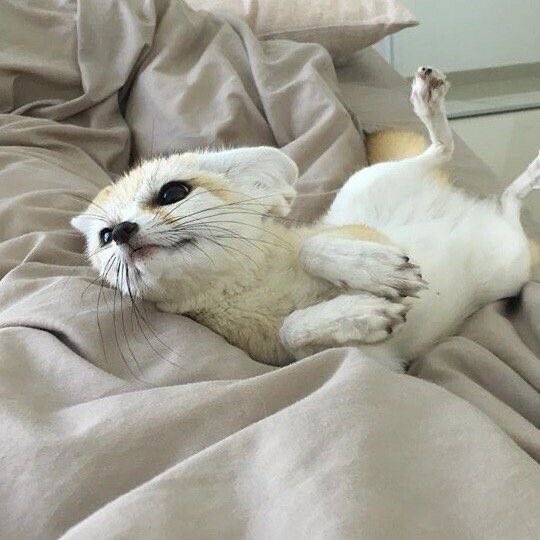 foxdesumi's tweet image. #ode #foxde