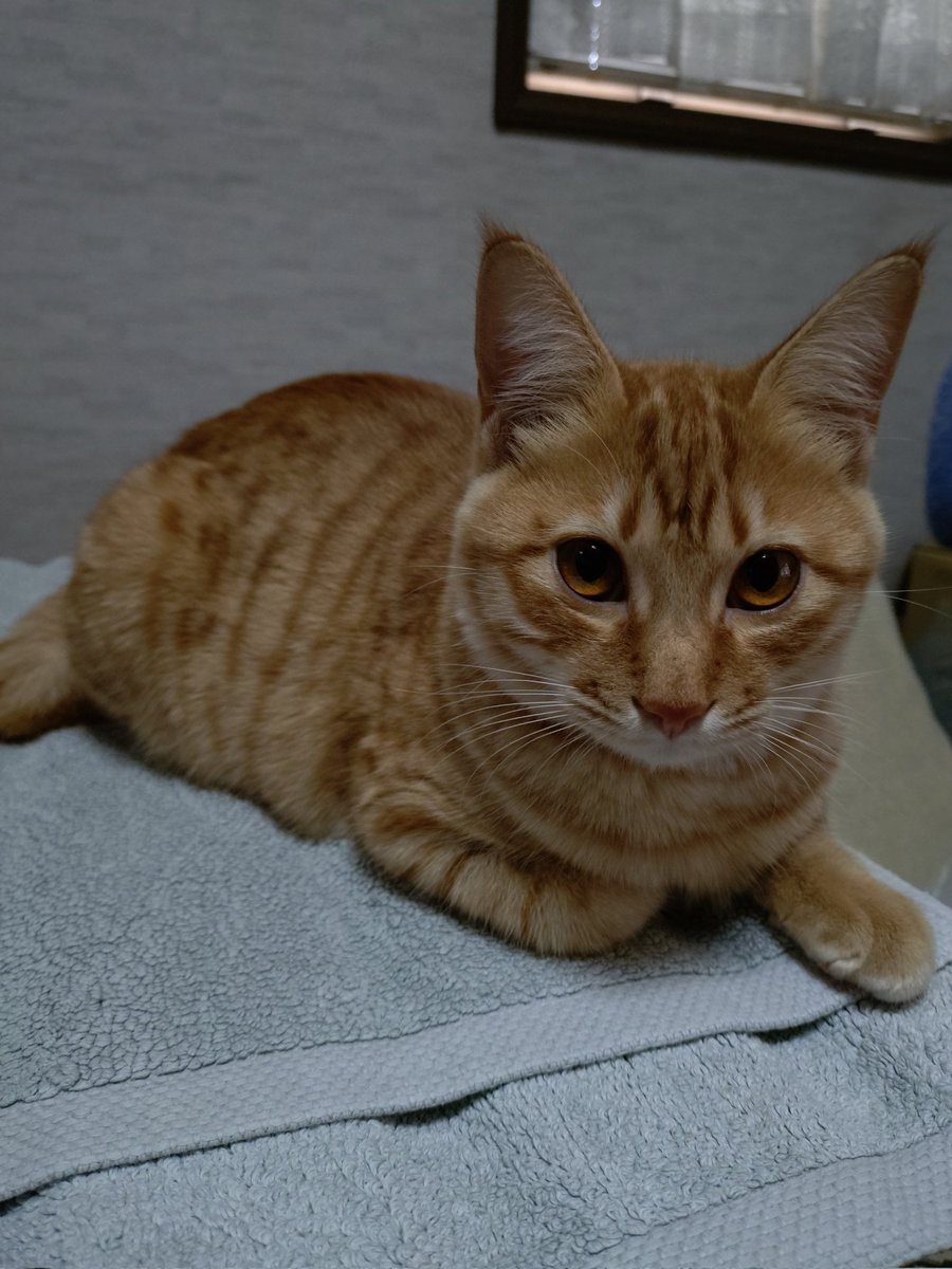 猫の寅 トラ猫 (ミニ) 01S – JEKCA-SHOP