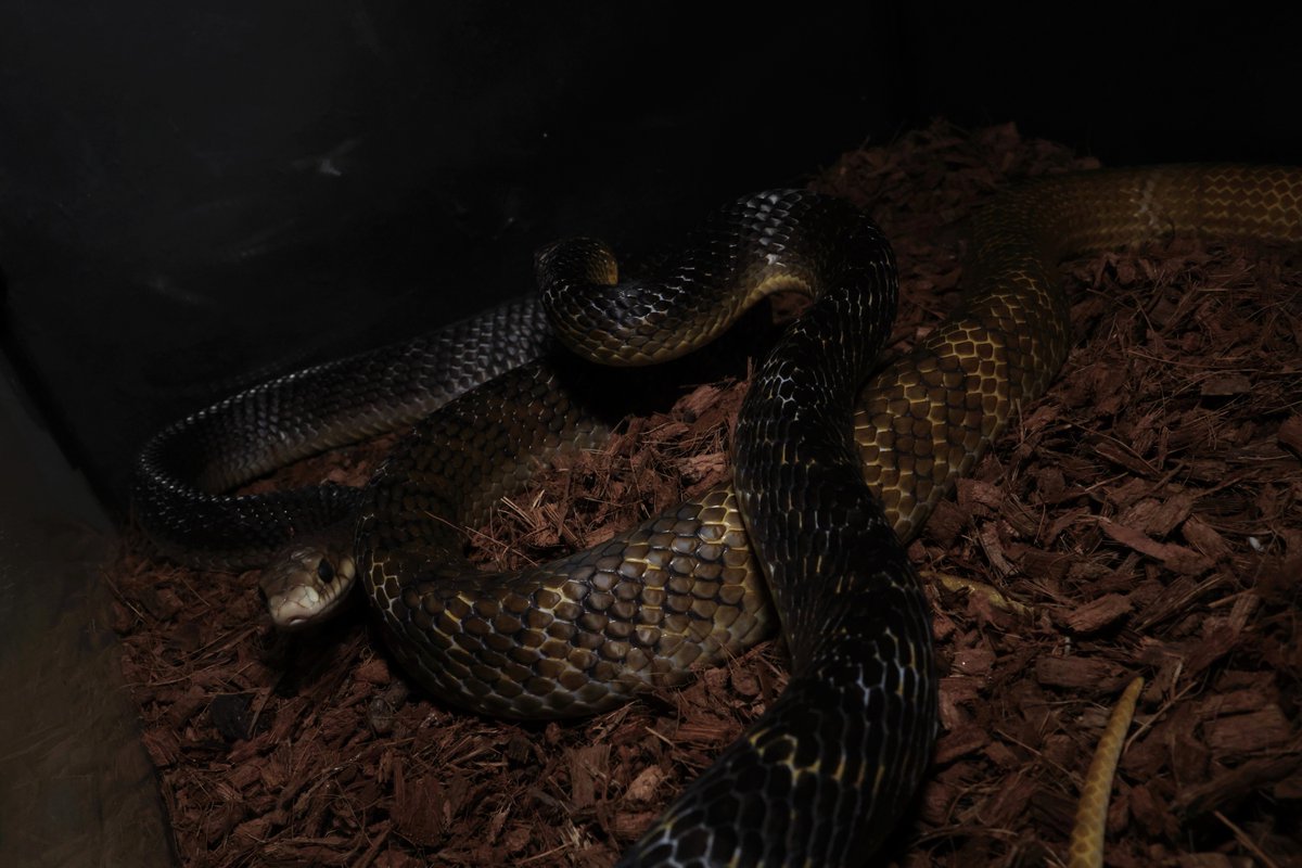 2023_pcmc's tweet image. 