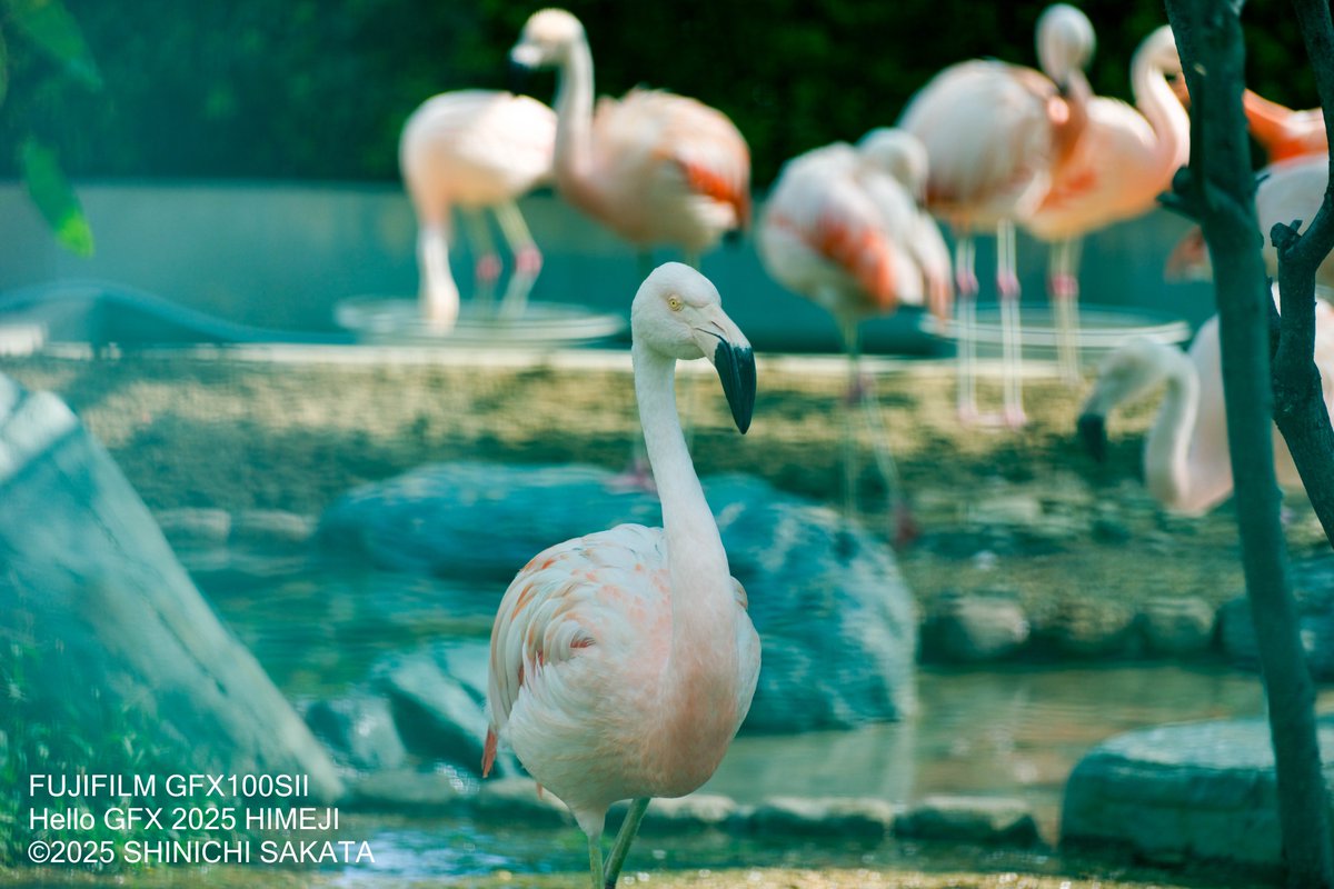 姫路市立動物園のフラミンゴさん。 とろける前ボケの美しさよ