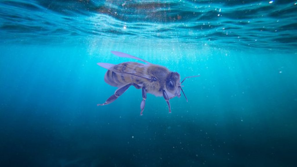 WWaltuhh's tweet image. Fun bee fact!:
Bees can&apos;t swim.