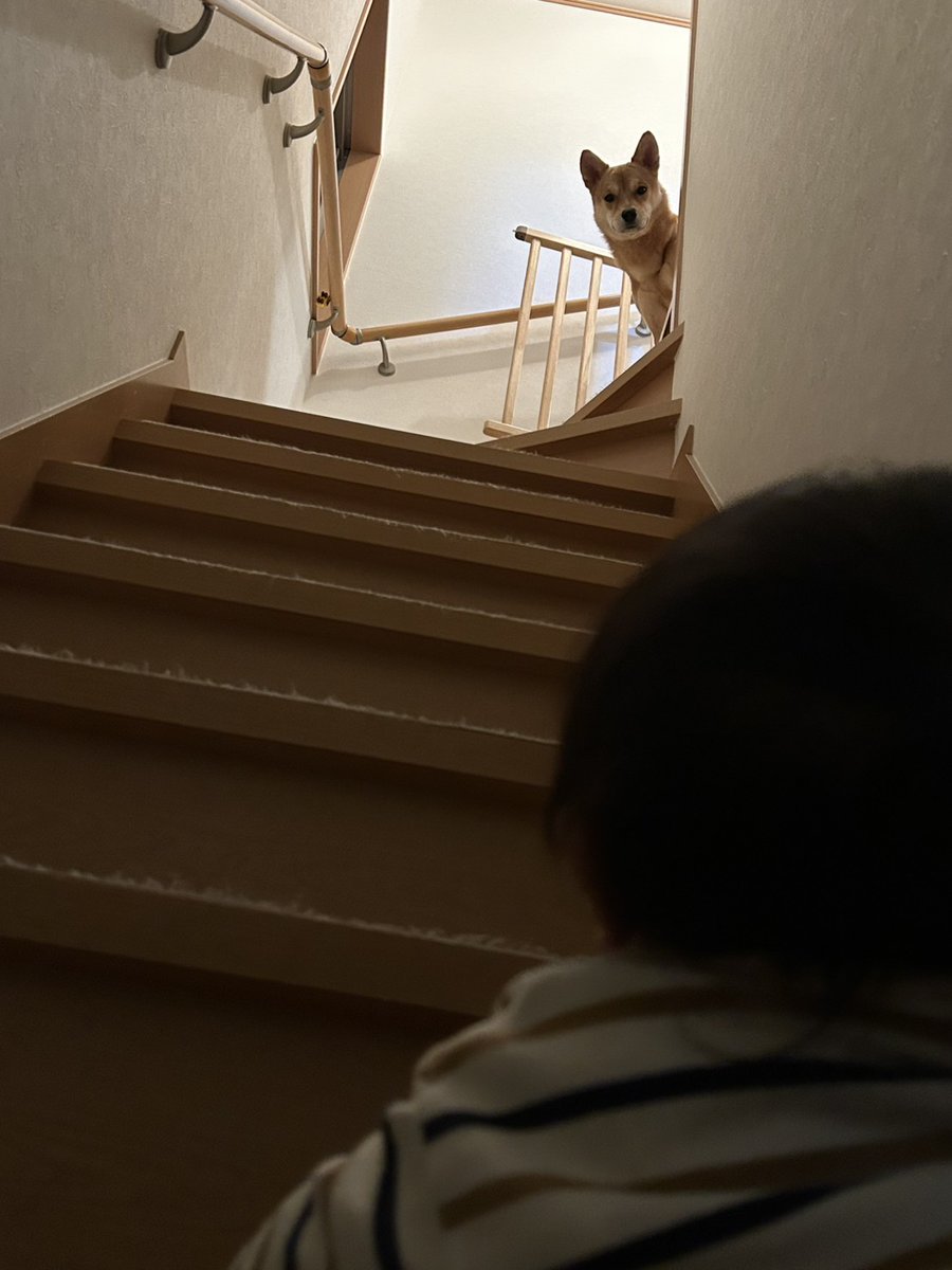 虎徹と遊びたい息子。
息子に毛をむしられたり、尻尾引っ張られたりで嫌な虎徹。

｢くるんじゃねーぞー
くるんじゃねーぞー｣

#保護犬
#元野犬
#雑種犬