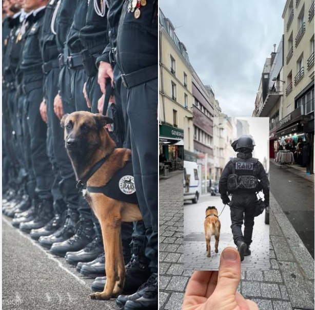 Police Nationale 72 tweet media