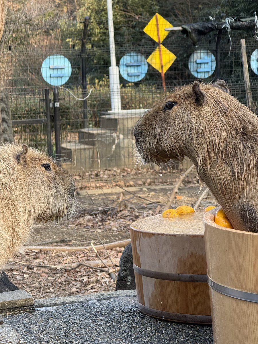 カピバラさん🫶ホワイトさん推し (@reobeam001) / Posts / X