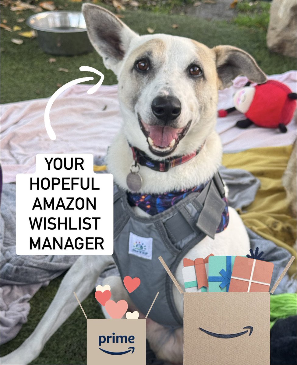 Odin says help! We are running low on some essential items at Rescue World. If anyone would like to help here is his Wishlist 🙏💜

amazon.co.uk/hz/wishlist/ls…