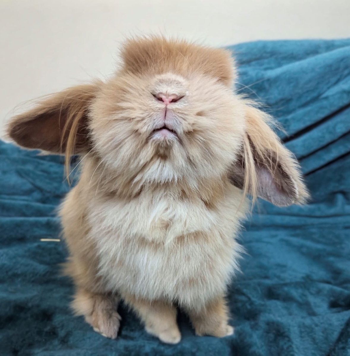 carrotcottagerr's tweet image. Good morning!! 
Can Fawn please get a ❤️?