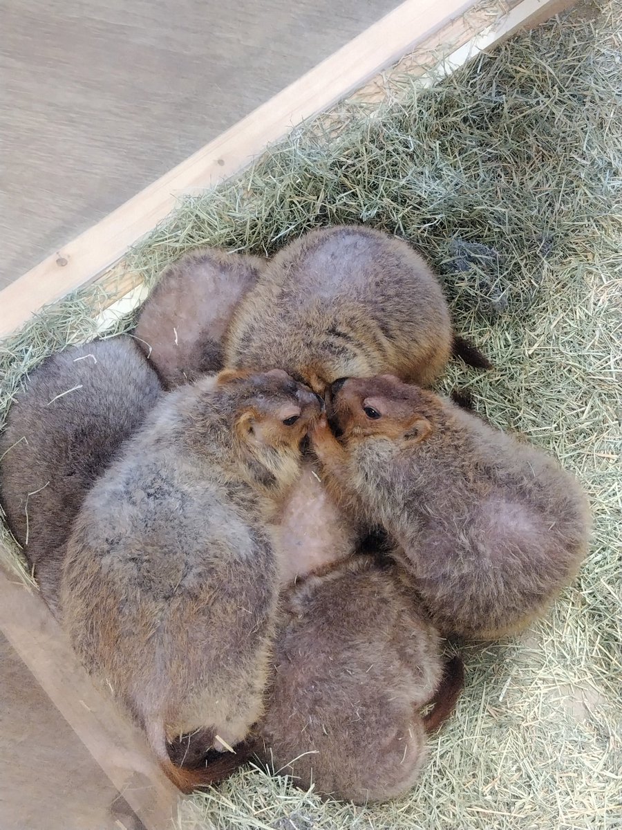 yohei_16's tweet image. 大阪府守口市には天国がありました🦫