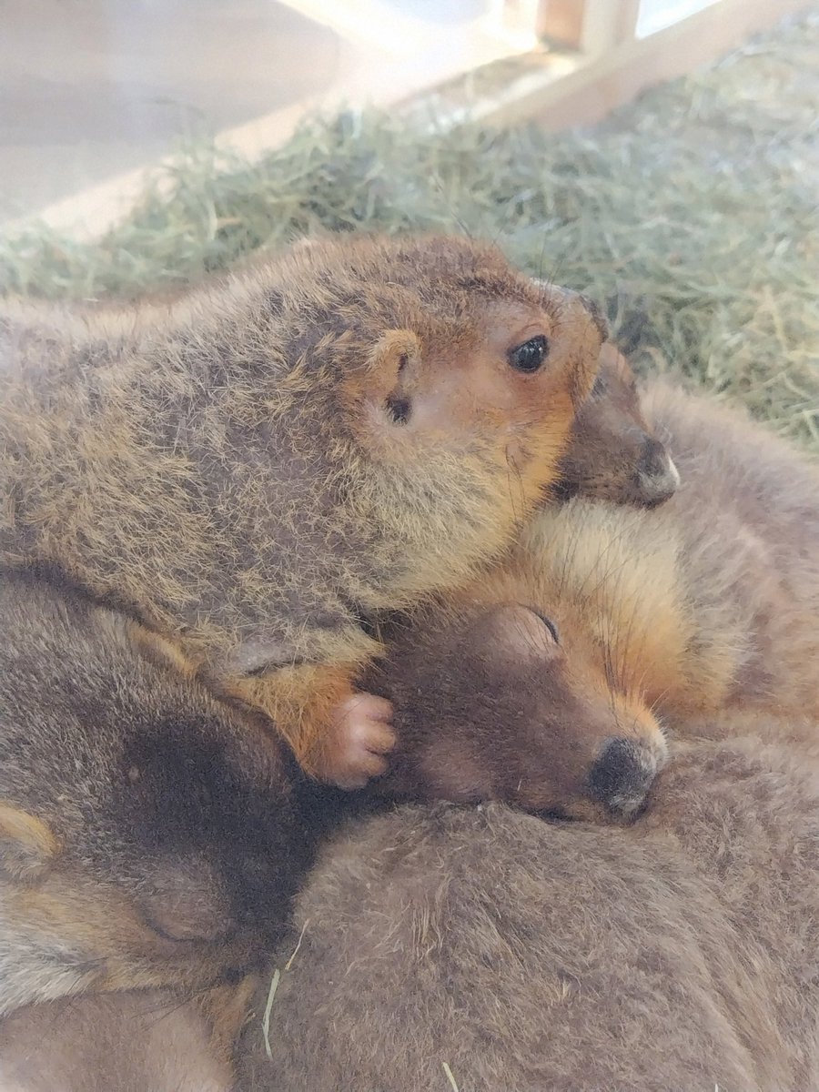 yohei_16's tweet image. 大阪府守口市には天国がありました🦫