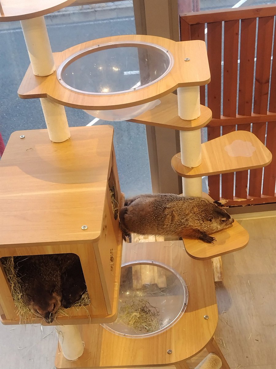 yohei_16's tweet image. 大阪府守口市には天国がありました🦫