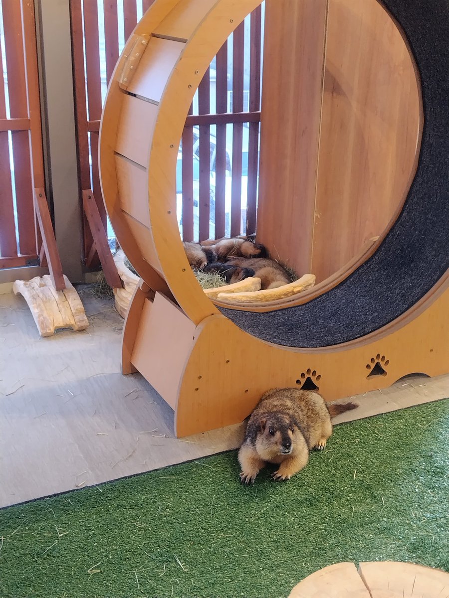 yohei_16's tweet image. 大阪府守口市には天国がありました🦫