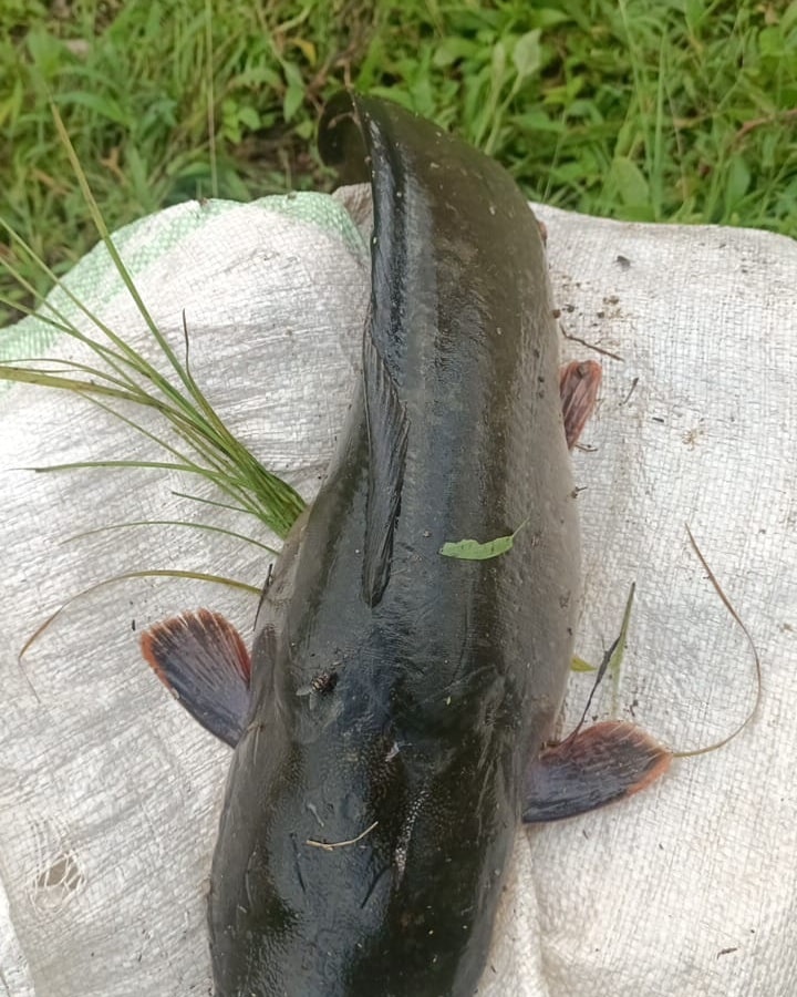 GeorgesKisando's tweet image. Nord-Kivu :  La start-up Agroflotte Expertise ne cesse d’impressionner par ses performances dans l’élevage de poissons.

 À Kasindi(territoire de Beni), chez Papa Roger Kathavo, un poisson atteint un poids de 4 kg en seulement 8 mois, un résultat remarquable qui illustre…