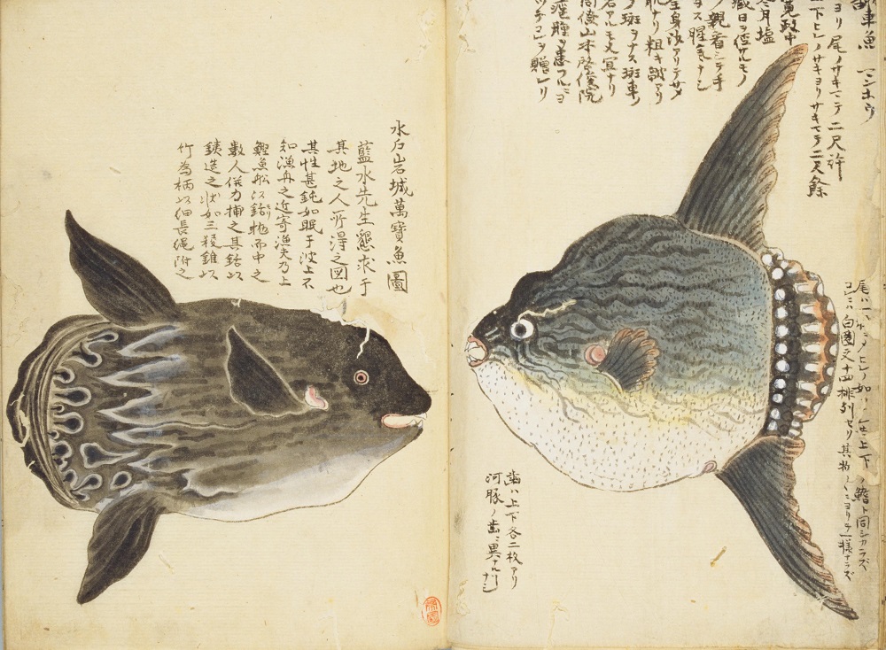 Ocean #sunfish attracted a lot of interest because of their unique looks. This book was created by KURIMOTO Tanshu, a Shogunate doctor and naturalist in the Edo period. dl.ndl.go.jp/info:ndljp/pid…