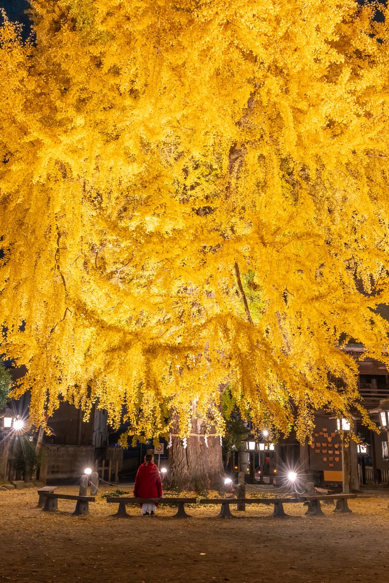 栃木の樹齢700年の大銀杏、ライトアップが見事。