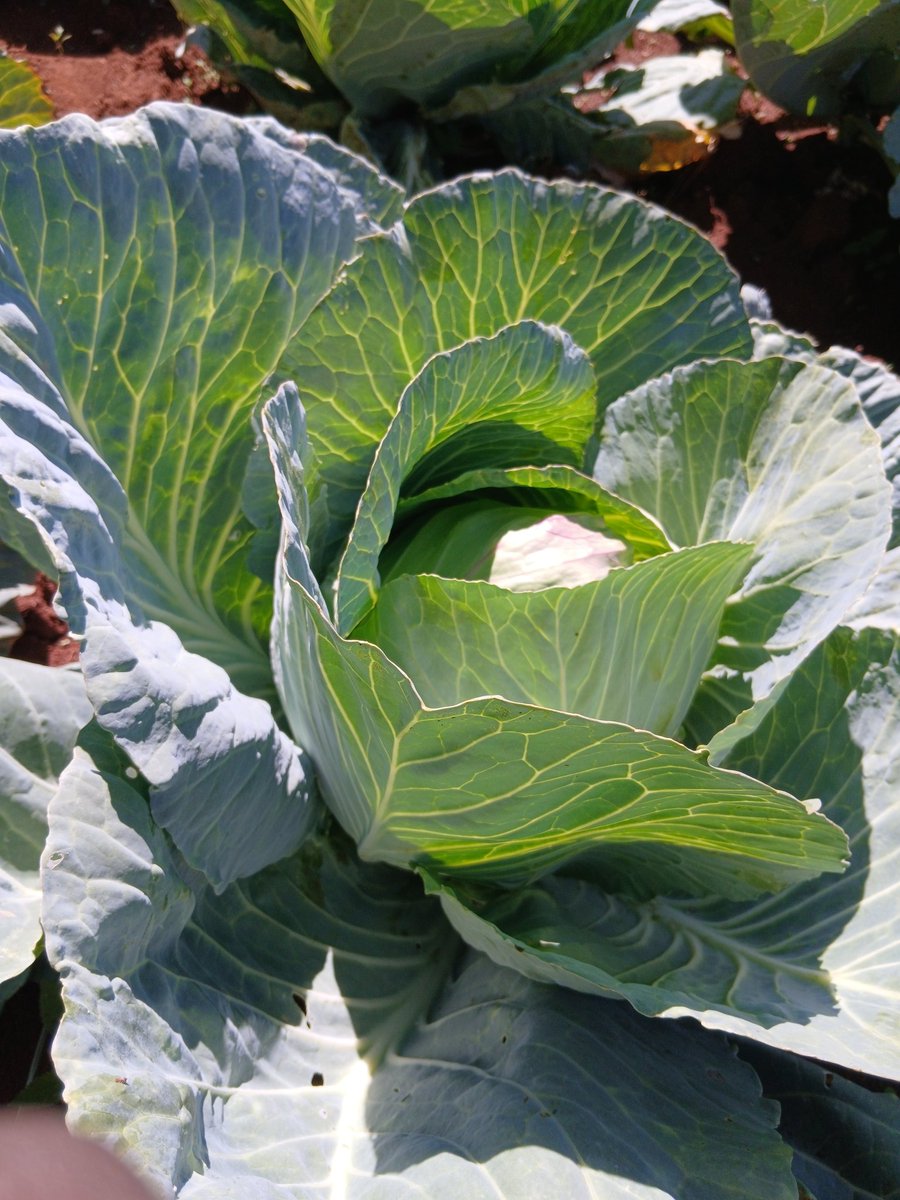 KiprutToo's tweet image. 🥬🥬🥬