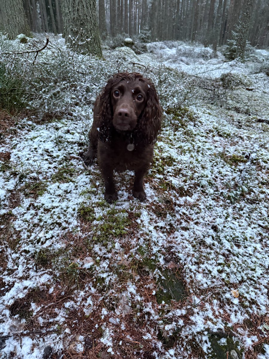 Piob Mhor of Scotland tweet media