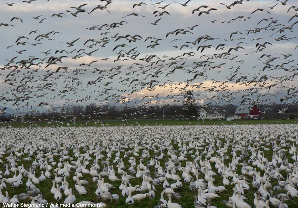 Comment limiter l’explosion de la population nord-américaine d’Oies des neiges pour réduire ses conséquences écologiques sur la toundra ? ➡️ Cliquez sur ce lien pour en savoir plus :  ornithomedia.com/breves/comment… #oiseaux #birds #ornithologie #ornithomedia #ornithology
