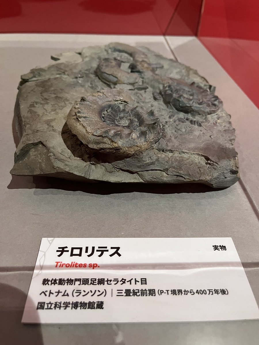 キンケツゥ・ナウ (@StarPredator247) / Posts / X