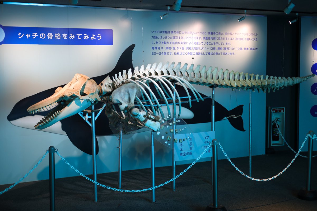 ロッキーワールド地階では、世界的にも貴重なメガマウスザメやセイウチ