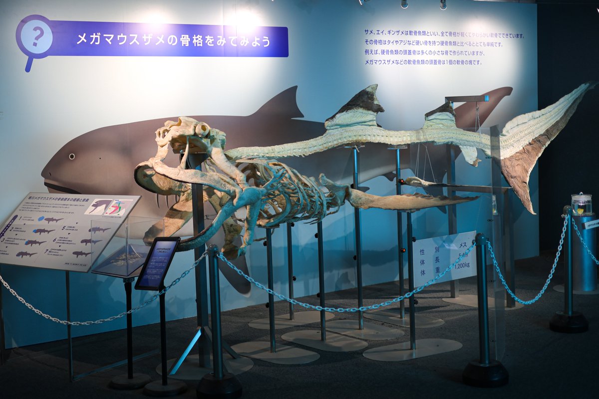 ロッキーワールド地階では、世界的にも貴重なメガマウスザメやセイウチ