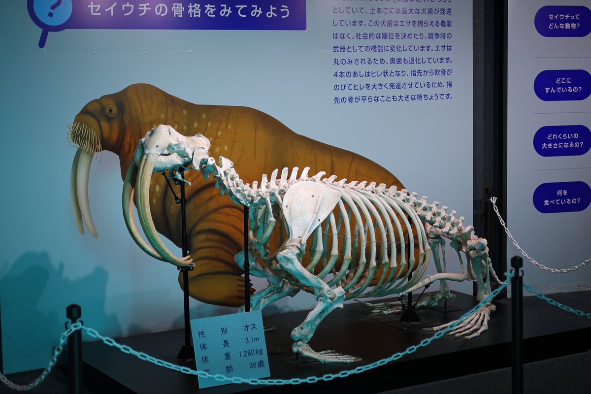 ロッキーワールド地階では、世界的にも貴重なメガマウスザメやセイウチ