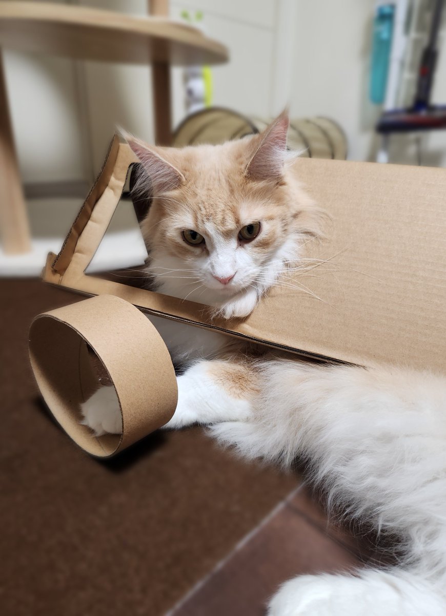 どんな形でも取りあえず入る、それが猫
#メインクーン #ねこ #猫のいる暮らし #猫好きさんと繋がりたい