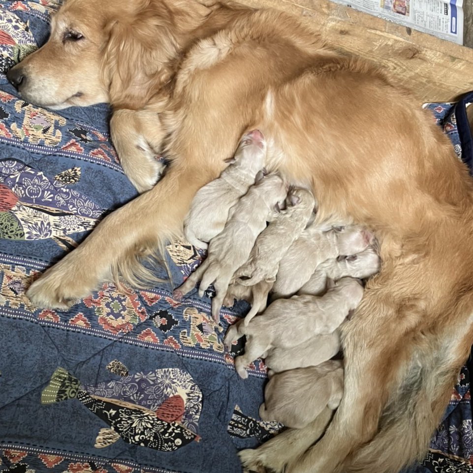 Hitoshi_iso's tweet photo. ゴールデンレトリバーの仔犬産まれた🦮 https://t.co/0N4Z1DudJj