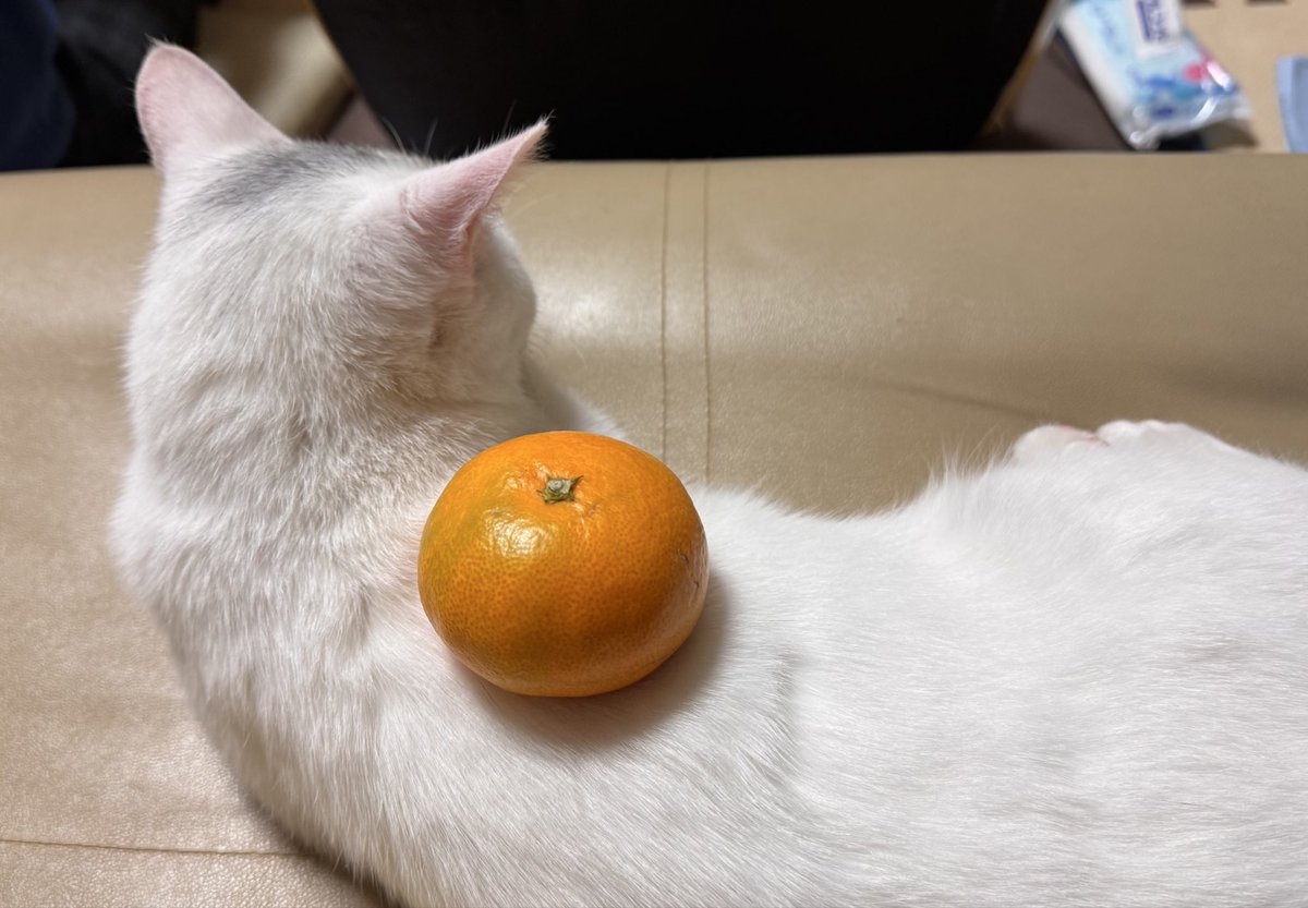 糖度12のみかん とにかく甘い