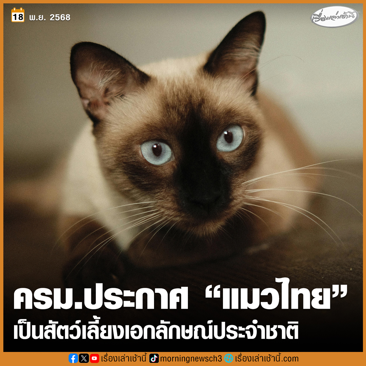 ทาสแมวเฮ! ครม.เห็นชอบ “แมวไทย” เป็นเอกลักษณ์ประจำชาติ ประเภทสัตว์เลี้ยง เป็นจุดเริ่มต้นอนุรักษ์ 5 สายพันธุ์ไทยแท้ “ศุภลักษณ์ โคราช วิเชียรมาศ โกญจา ขาวมณี” ป้องกันต่างชาตินำไปจดทะเบียน

อ่านข่าว : ch3plus.com/news/political…

#เรื่องเล่าเช้านี้ #ข่าวช่อง3 #ข่าวการเมือง