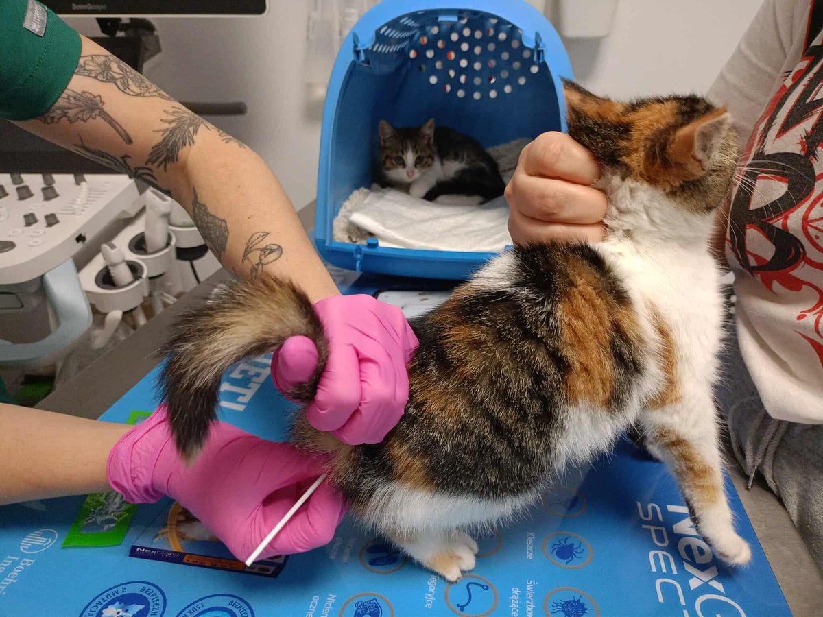 ⏳ 8 godzin do końca zbiórki 💔 

Dwie koteczki ciągle nie mają siły… Potrzebują leczenia i troski. Każda wpłata to krok do ich wyzdrowienia. 🙏🐾

ratujemyzwierzaki.pl/pomoc-dla-kole…