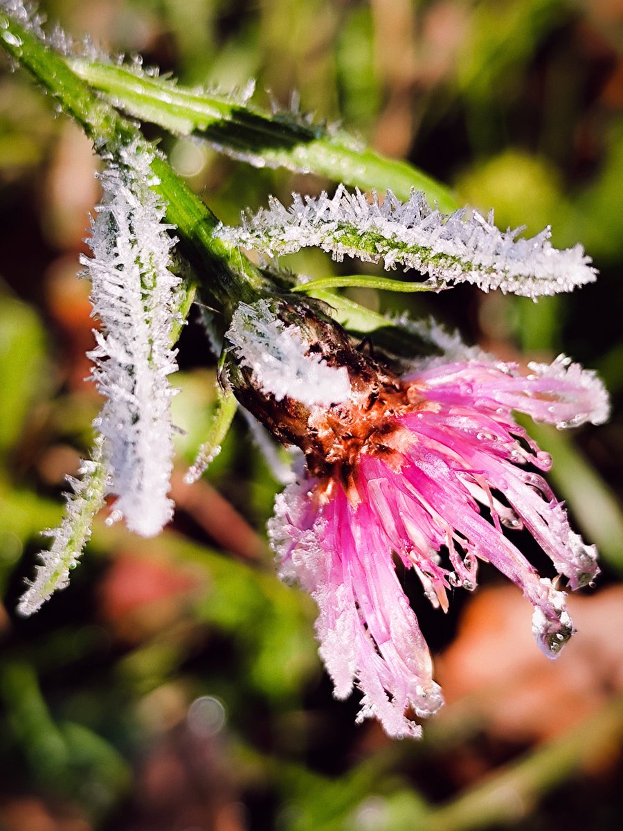 EdithPY2's tweet image. Surprise glacée ce matin