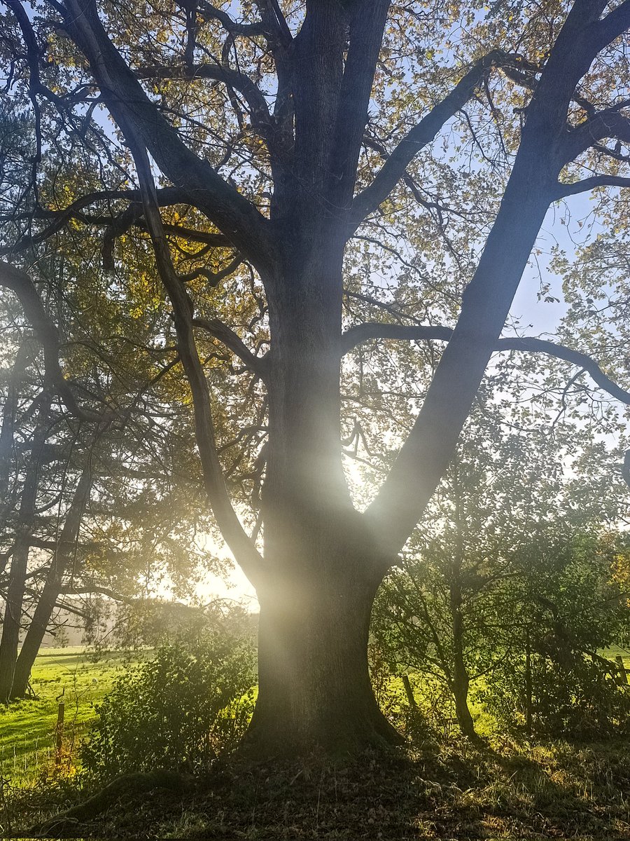 TheCemetress's tweet image. 🖤🖤🖤
Happy #thicktrunktuesday Everyone!!!