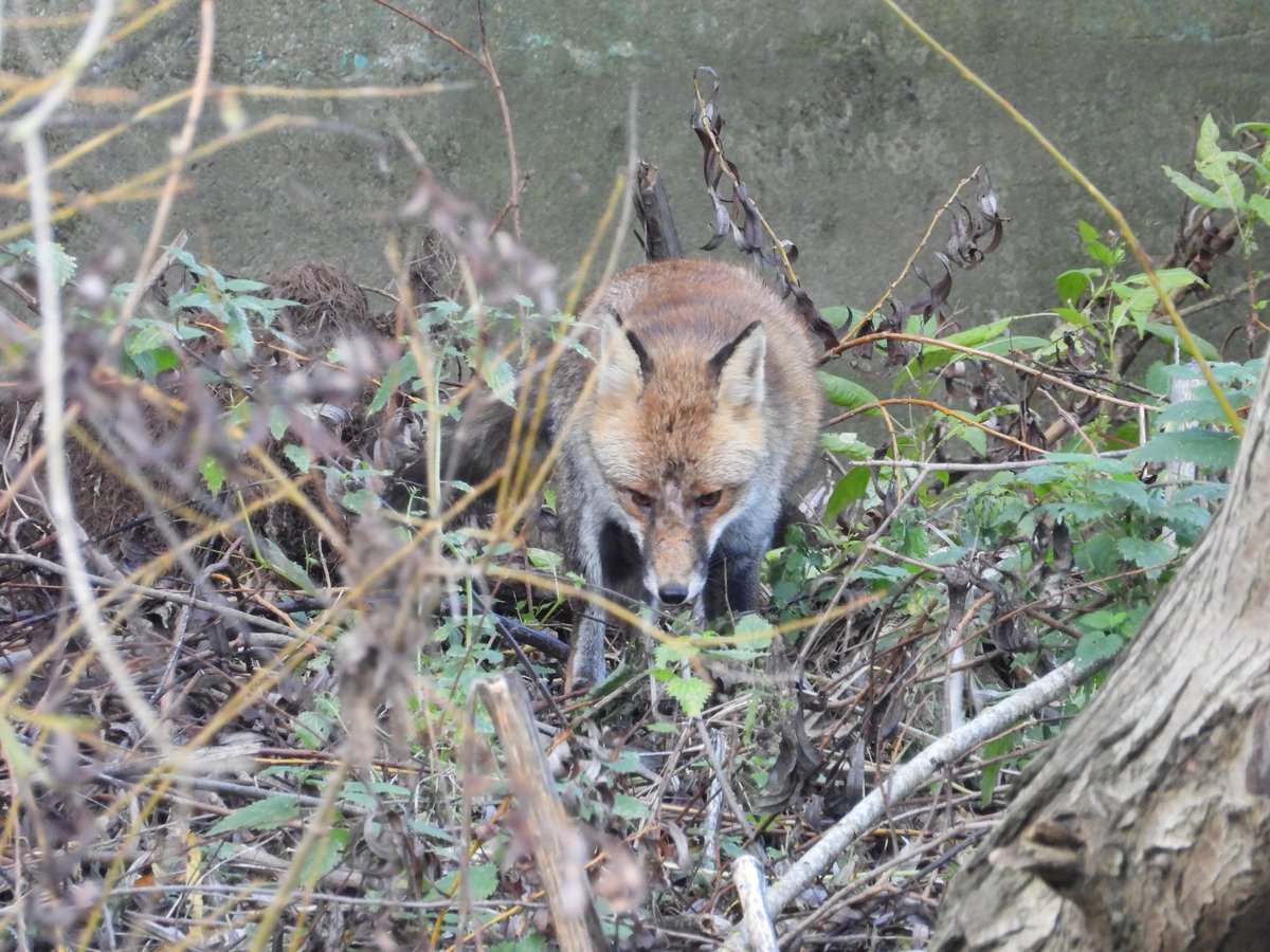 alanrevel's tweet image. A fox down on Hackney Marshes on the banks of the River Lea.

#foxoftheday #nature #wildlife #fox #hackney @CanalRiverTrust