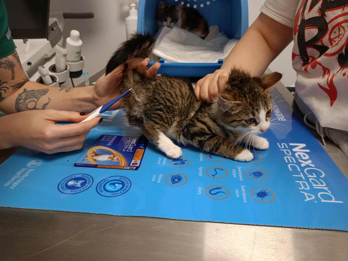 ⏳ 10 godzin do końca zbiórki 💔 

Zostało coraz mniej czasu… Dwie koteczki nadal wymagają intensywnej opieki. Każda złotówka to dla nich realna szansa na zdrowie. 🙏🐾

ratujemyzwierzaki.pl/pomoc-dla-kole…