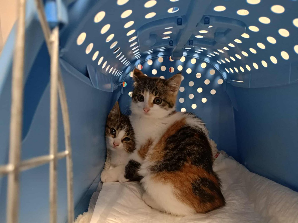 ⏳ 9 godzin do końca zbiórki 💔 

Maluchy dalej są słabiutkie i wymagają dokarmiania. Pomóż nam zawalczyć o ich zdrowie, zanim skończy się czas! 🐾💛

ratujemyzwierzaki.pl/pomoc-dla-kole…