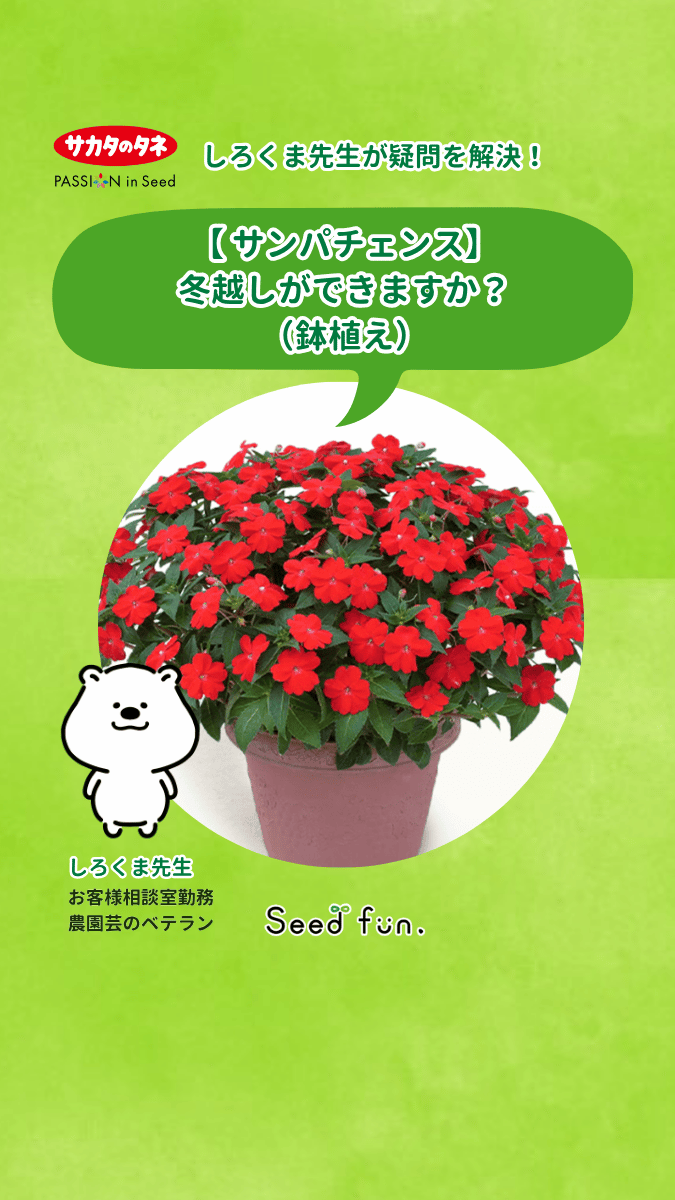 サカタのタネ_Seedfun.【公式】 (@sakatanotane_jp) / Posts / X