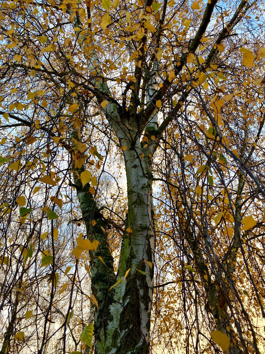 NoshiA100's tweet image. &quot;Listen to the wind, it talks. 
Listen to the silence, it speaks.
Listen to your heart, it knows.&quot;
(Native American Proverb)🍁💚🍂
#ThickTrunkTuesday #treeclub #nature