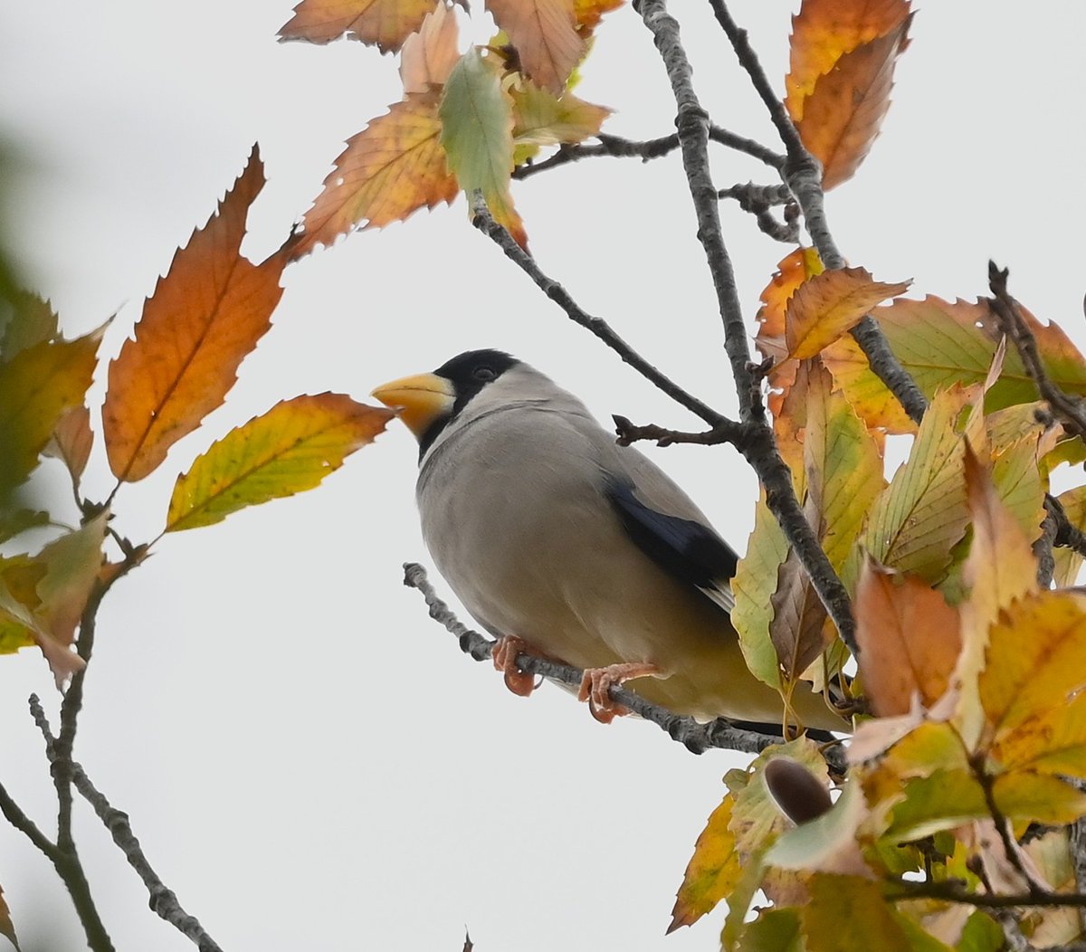 cedar (@HFkyzWaEGt49744) / Posts / X