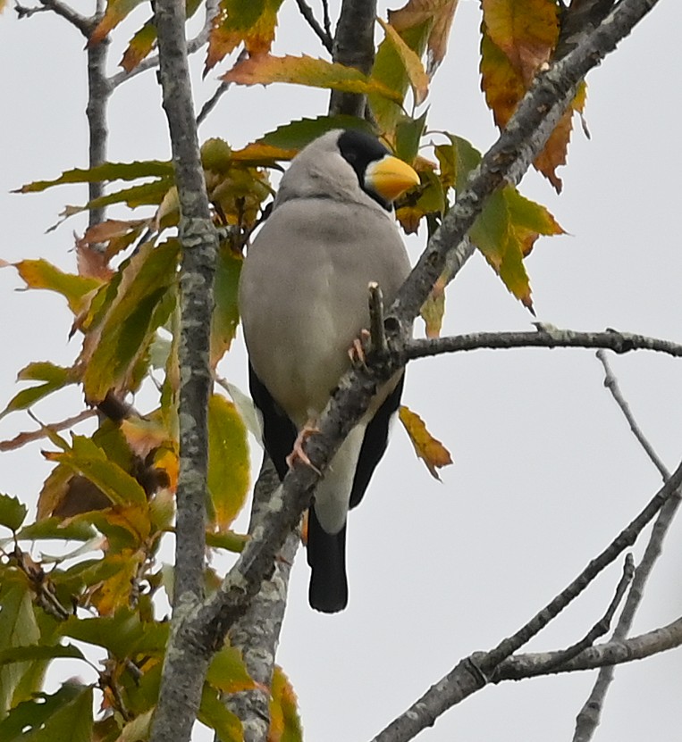 ジェス様 cedar (@HFkyzWaEGt49744) / Posts / X