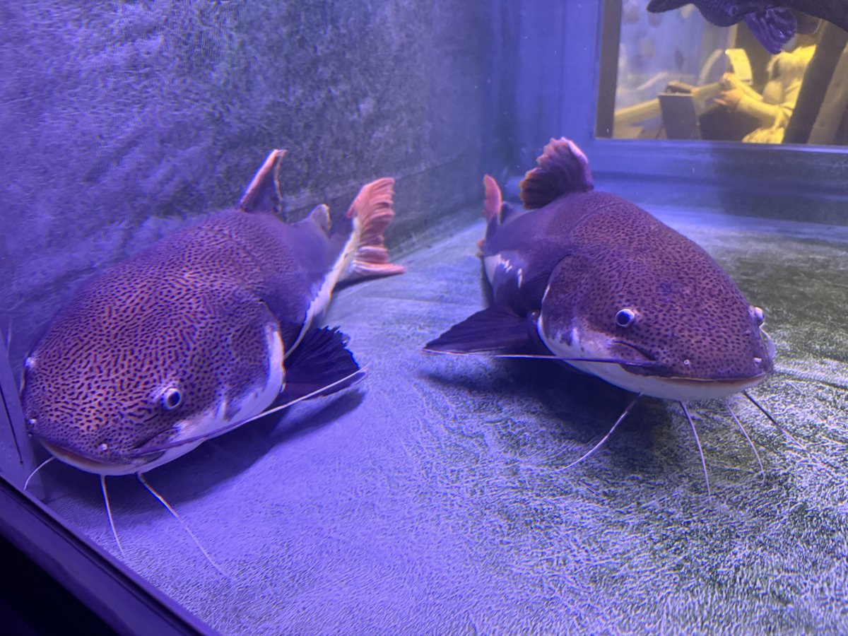 Michael Grönert tweet media